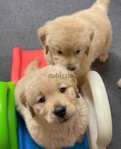 Golden puppies for sale