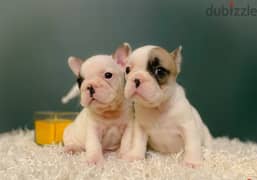 French Bulldog Puppies