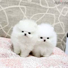 Pome_ranian Puppies 0