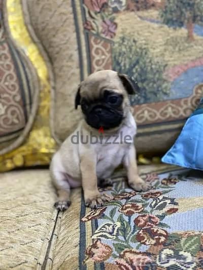 Male pug puppy for sale