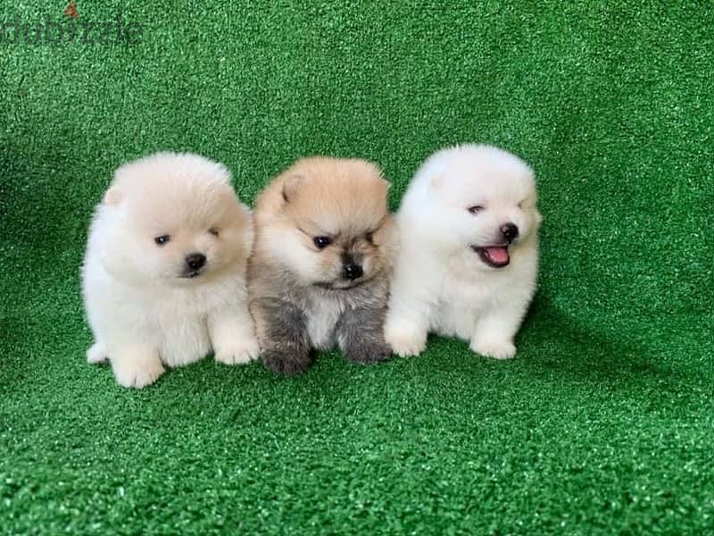 Pomeranian puppies for sale 0