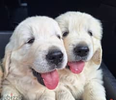 Toilet trained Golden Retriever puppies