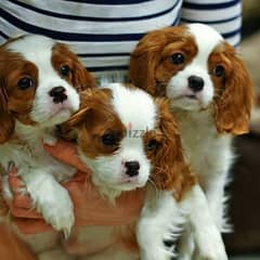 The Cavalier King Charles Spaniel 0