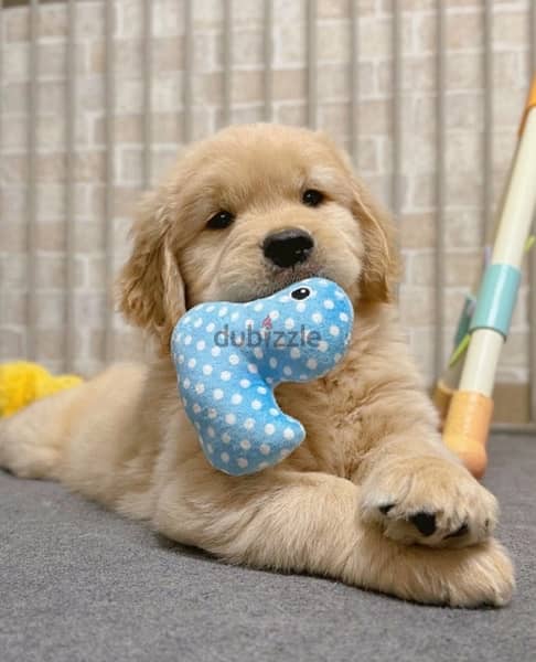 Golden retriever puppy 1