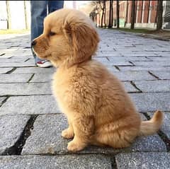 Golden retriever puppy. WhatsApp:‪ +1(484),718‑,9164‬