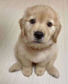 Golden retriever puppy for sale