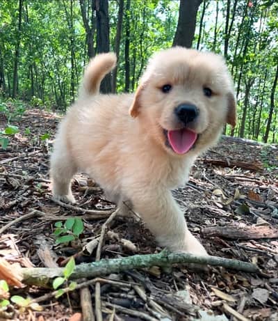 Golden retriever puppy