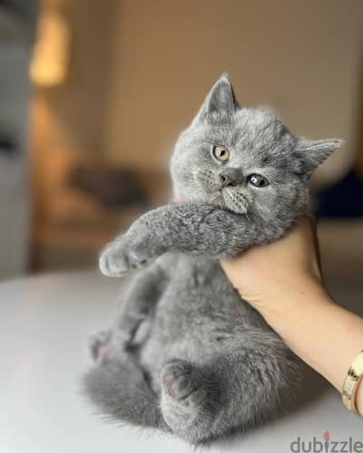 British Shorthair