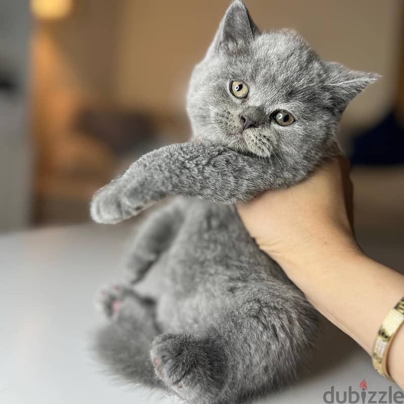 British Shorthair 1