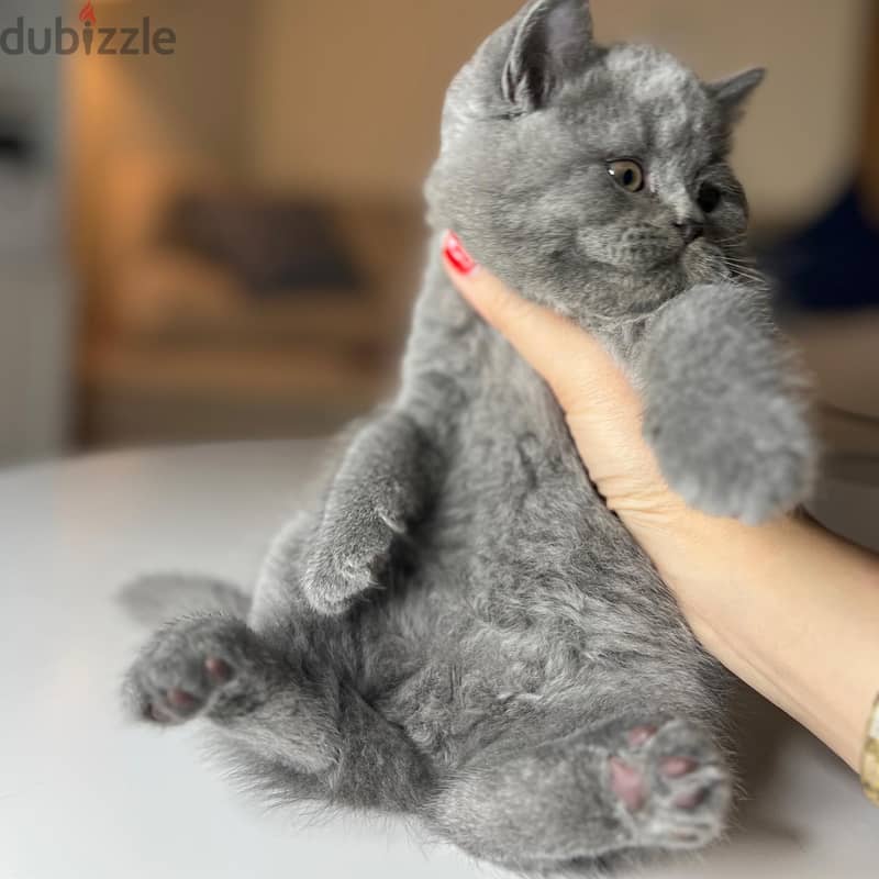 British Shorthair 2