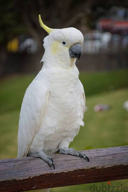 Whatsapp Me (+966 58899 3320) Umbrella Cockatoos 1