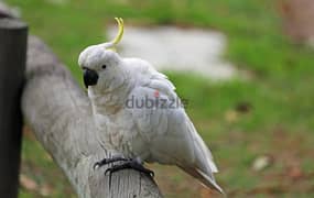 Whatsapp Me (+966 58899 3320) Umbrella Cockatoos