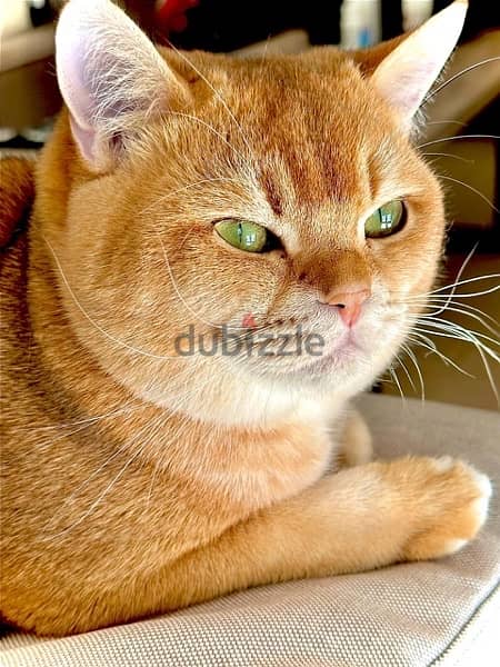 Charming Male Scottish Golden Cat Unneteured 0