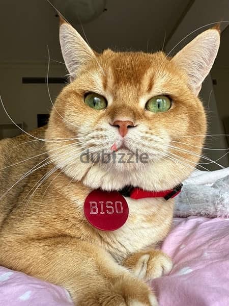 Charming Male Scottish Golden Cat Unneteured 7