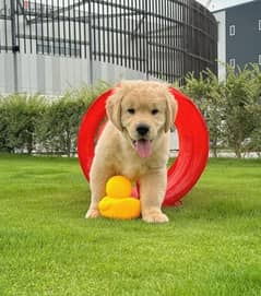 Golden retriever puppy . .