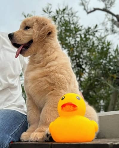 Golden retriever puppy . . WHATSAPP +1 (484)718‑9164‬