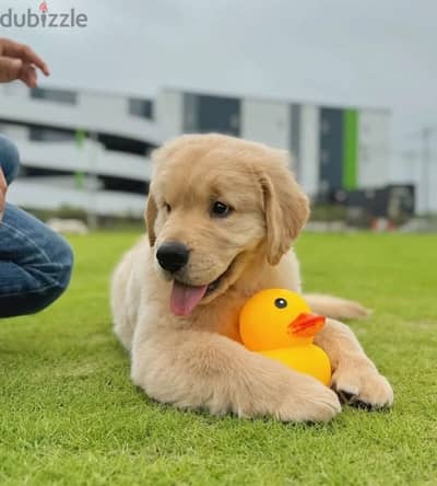 Golden retriever puppy . .