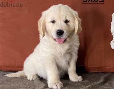 Whatsapp Me +966583921348 Golden Retriever Puppies