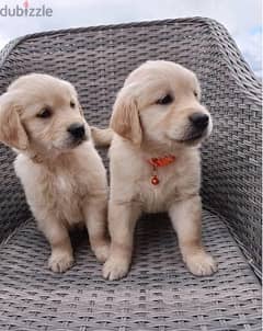 Whatsapp Me (+966 58392 1348) Golden Retriever Puppies 0