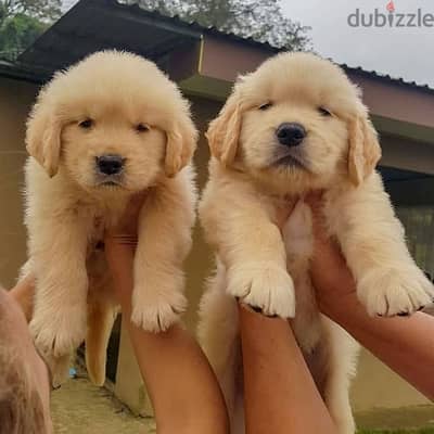 Golden Retriever puppy// whatsapp +971552543679