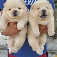 Chow Chow puppies// whatsapp +971552543679 0