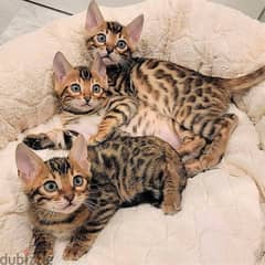 Bengal Kittens // Whatsapp +971502618837 0