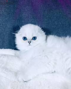 Scottish Fold Kitten