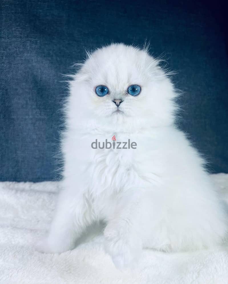 Scottish Fold Kitten 2