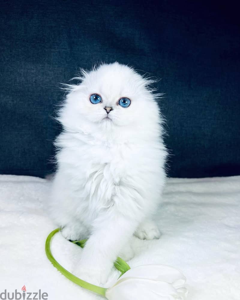 Scottish Fold Kitten 3