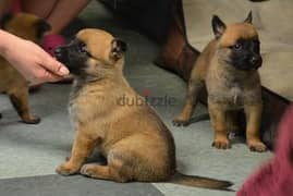 Whatsapp Me (+966 58392 1348) Belgian Malinois Puppies 0