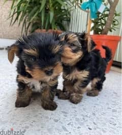 Whatsapp Me (+972 55507 4990) Yorkshire Terrier 0