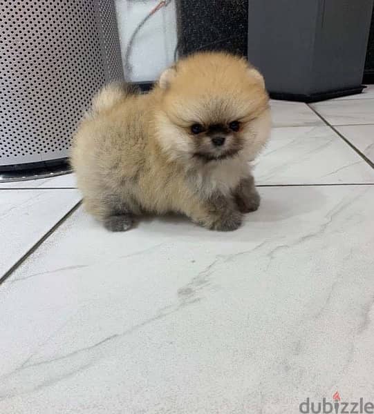 Tcup Male Pomeranian for sale 1