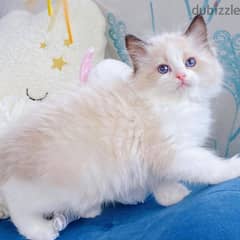 vaccinated Ragdoll kittens for free adoption. 0