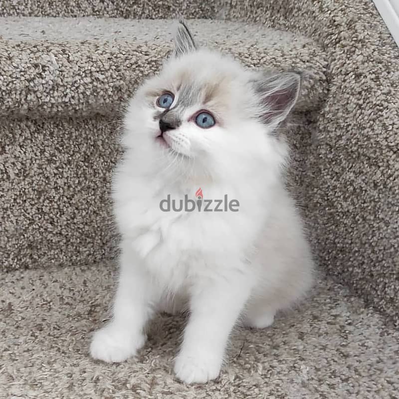 vaccinated Ragdoll kittens for free adoption. 1