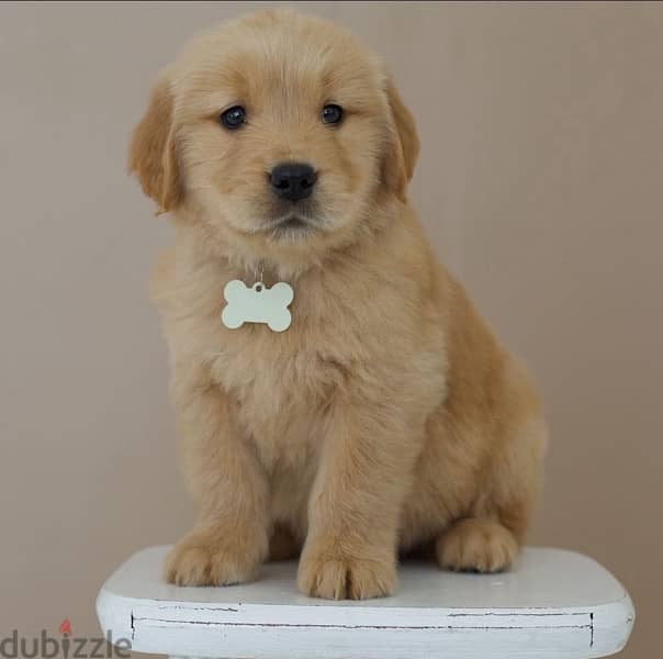 Male Golden Retriever  for sale 1