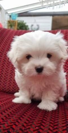 Beautiful Maltese girl puppy