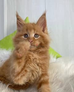 Maine Coon Kittens for adoption,