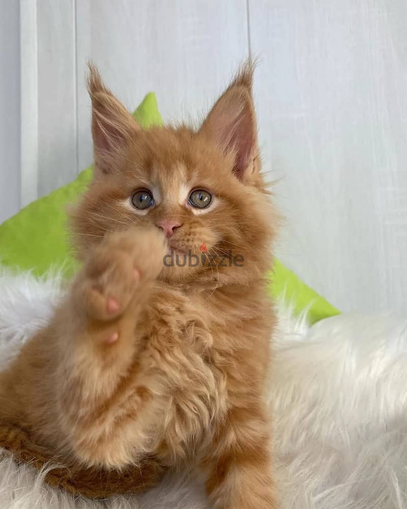 Maine Coon Kittens for adoption, 0