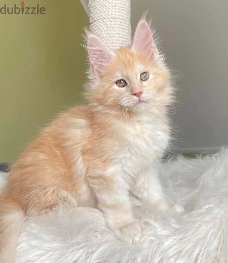 Maine Coon Kittens for adoption, 3