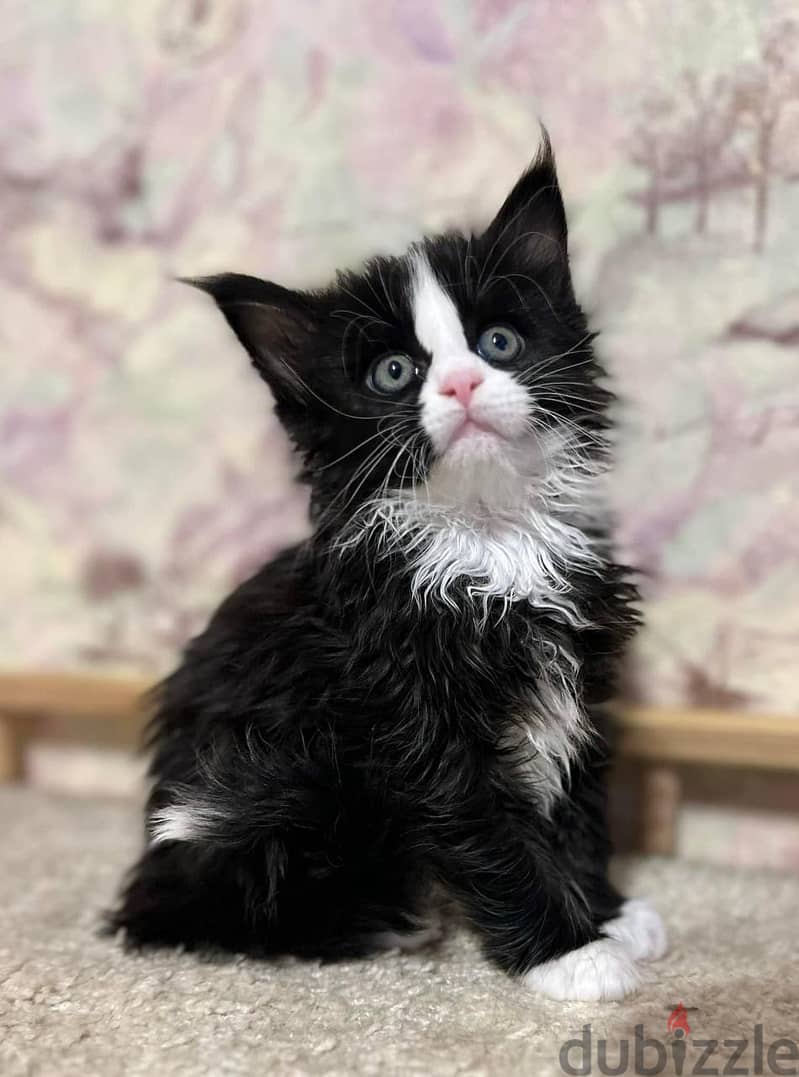 Maine Coon Kittens for adoption, 4