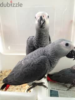 Talking African Grey parrots for adoption