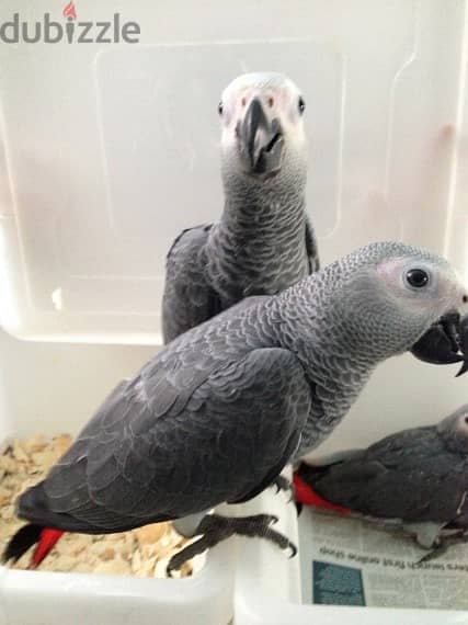 Talking African Grey parrots for adoption 0