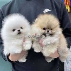 Pome-ranian Puppies