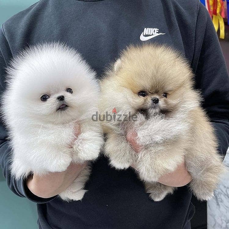 Pome-ranian Puppies 0