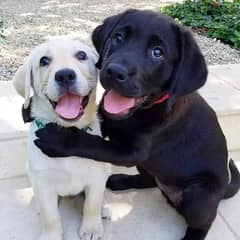 Labrador Puppies//whatsapp +971552543679