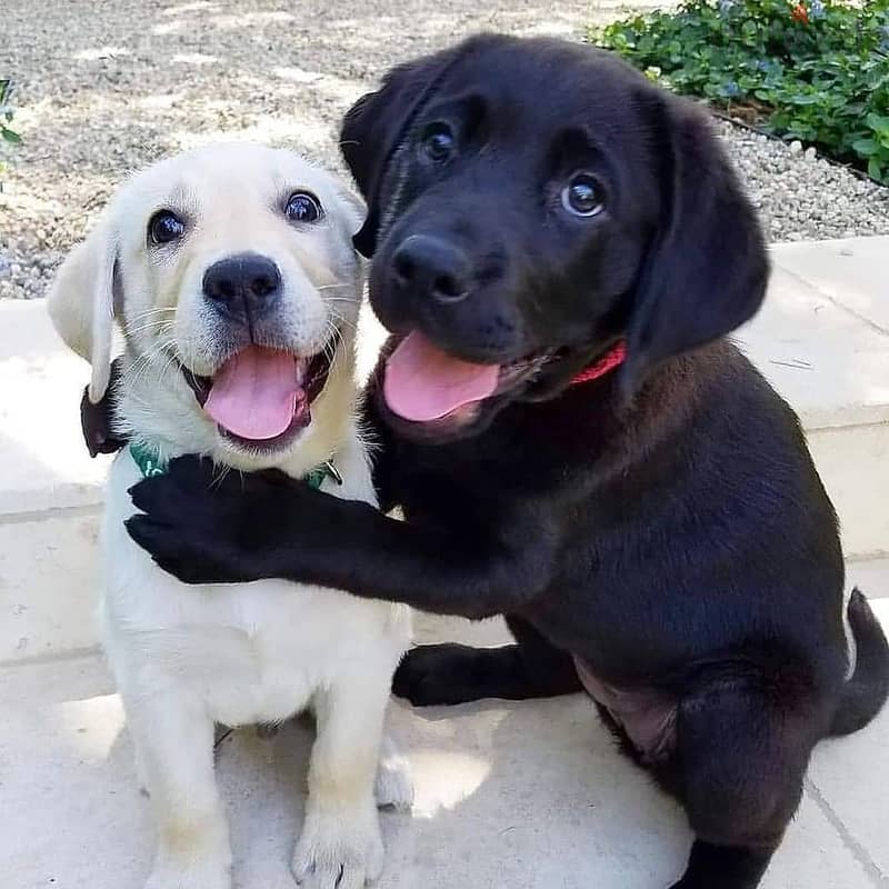 Labrador Puppies//whatsapp +971552543679 0