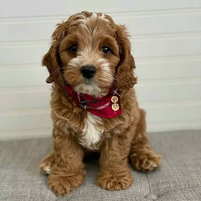 Cavapoo puppies// Whatsapp +971502618837