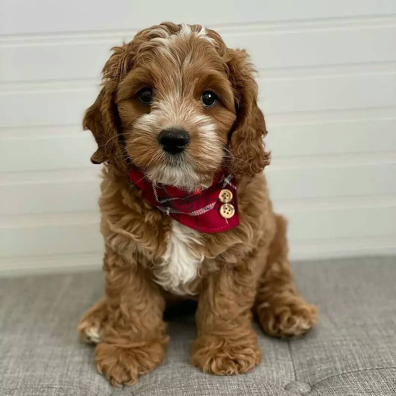 Cavapoo puppies// Whatsapp +971502618837 0