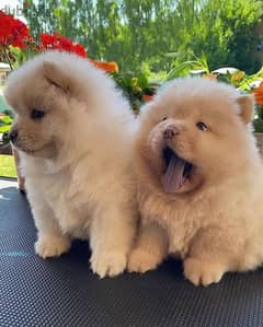 Chow Chow puppies// Whatsapp +971502618837 0