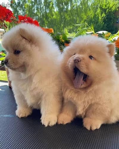 Chow Chow puppies// Whatsapp +971502618837